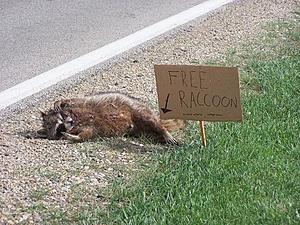 I hit a raccoon!!!-funny-picture-photo-sign-raccoon-cst-pic.jpg