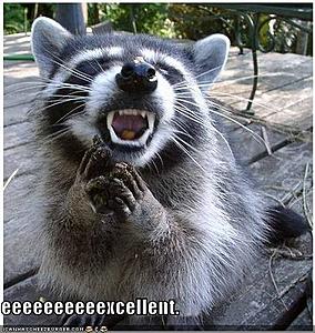 I hit a raccoon!!!-funny-pictures-evil-raccoon.jpg